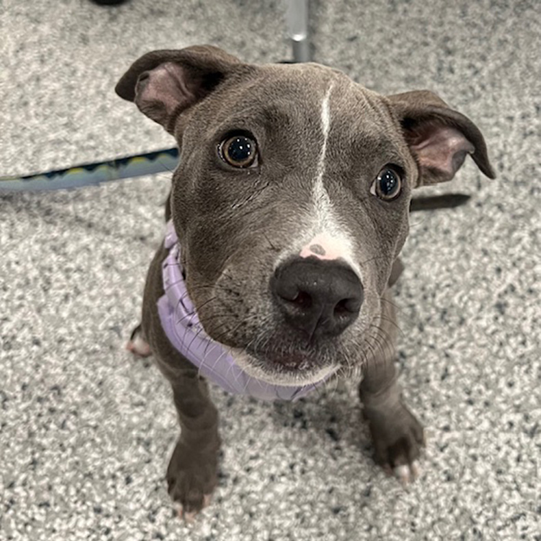 Lulu's Life-Saving Treatment Video
