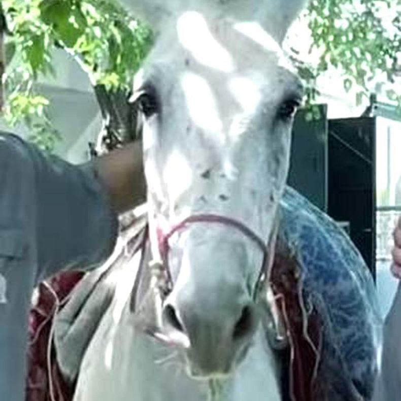 Fondouk Veterinarians Save Horse from Life-Threatening Injuries After Car Accident