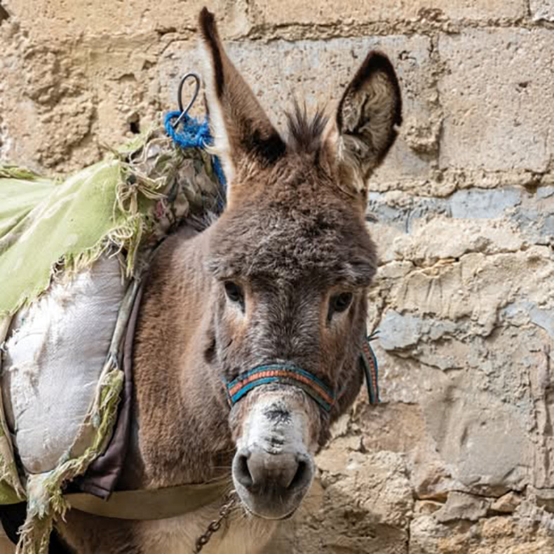 Rescued from the Brink: Nizar the Donkey’s Remarkable Recovery