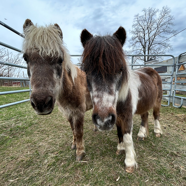 Farm Animal Rescue in Ayer