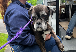 MSPCA-Angell Takes in More than 50 Boxers Surrendered from Essex County Property