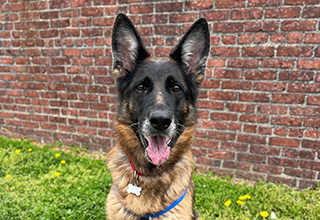 MSPCA-Angell Raising Funds to Perform Hip Replacement on Homeless German Shepherd
