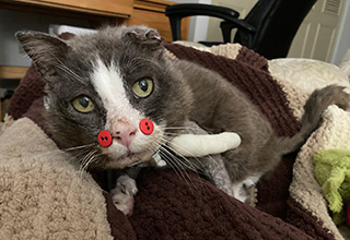 MSPCA-Angell Seeks Adopter for Senior Cat Seized After Being Denied Necessary Medical Attention