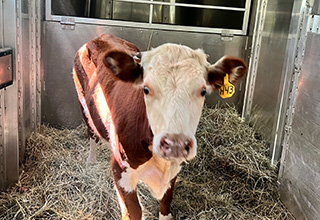 MSPCA at Nevins Farm Searches for Adopter for Steer Rescued in Boston