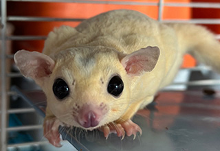 Flight of the Sugar Gliders
