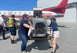 MSPCA-Angell Takes in Nearly 40 Dogs from Overcrowded Texas Shelters in Launch of New Partnership