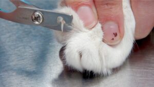 Cat-close-up-web