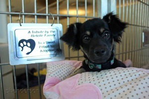 dogsponsorship3-200