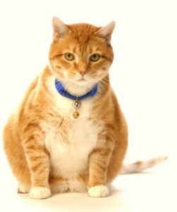 fat cat