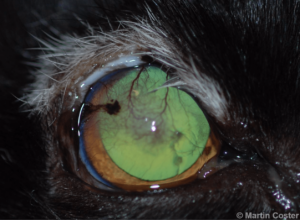Figure 7 – Leukotrichia (whiteness of hair) following previous liquid nitrogen cryotherapy and epilation of trichiasis in feline agenesis. Note the ongoing trichiasis and keratitis. Cryotherapy was elected to be repeated in this case.
