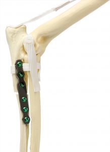 Figure 2 (PAUL-bone 1)