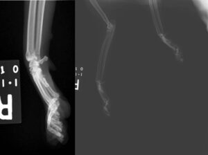 Image 1 – Collimating your x-ray exposure tightly to the area of interest will greatly improve the quality of your radiograph. On the right, attempting to capture both limbs and using very wide collimation results in a poor quality radiograph. On the left, same cat in same position, but with collimation tight over the right carpus.