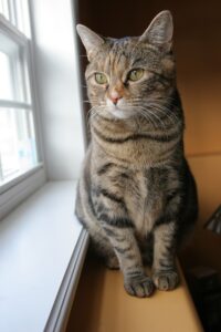 cat-lumps-bumps