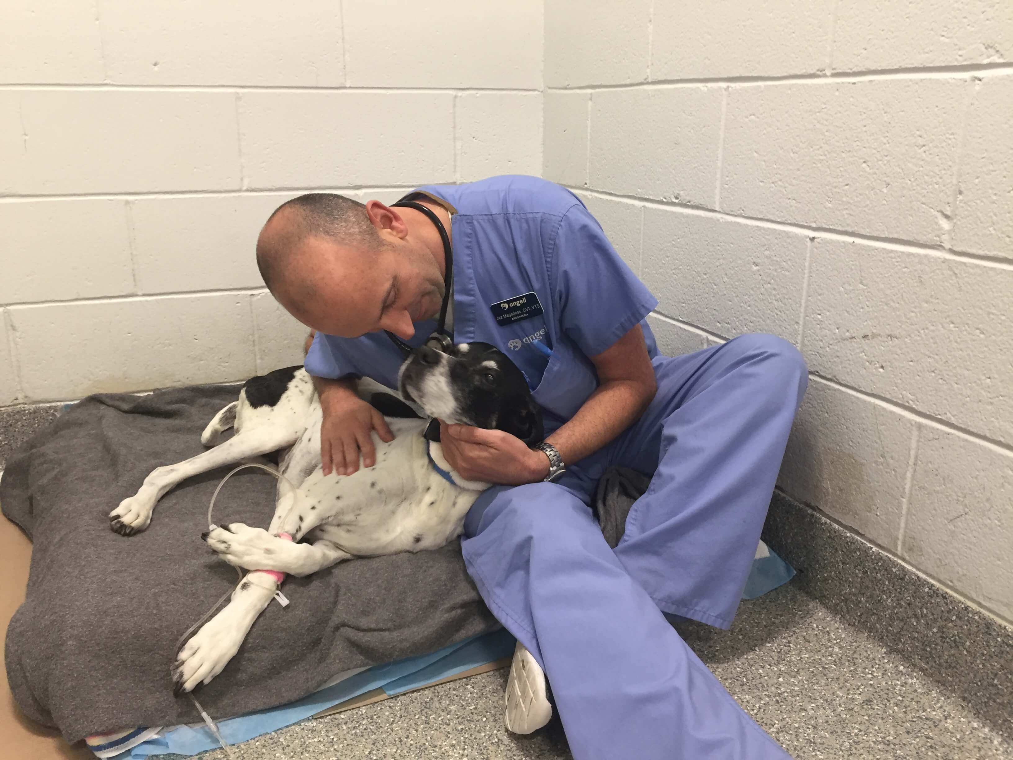 Angell Comfort Care jez-magarinos-a-certified-veterinary-technician-at-angell-and-comfort-volunteer-with-a-canine-patient-5-credit-mspca-angell