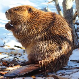 MSPCAAngell_beaver