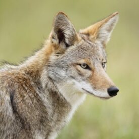MSPCAAngell_coyote