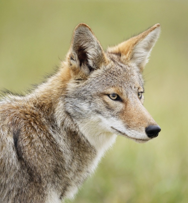 MSPCAAngell_coyote