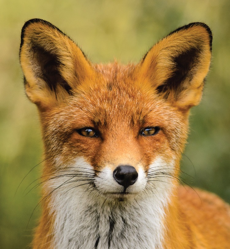 MSPCAAngell_fox