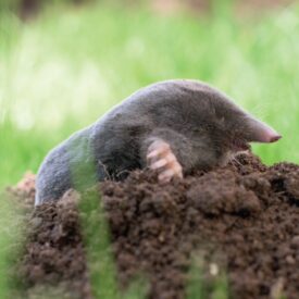 MSPCAAngell_mole