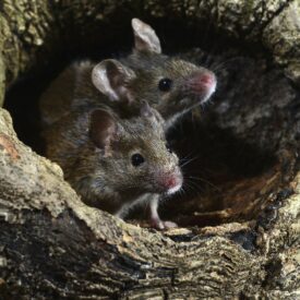 MSPCAAngell_mouse