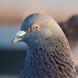 MSPCAAngell_pigeon