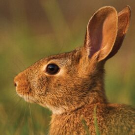MSPCAAngell_rabbit