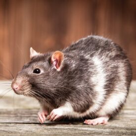 MSPCA_rat