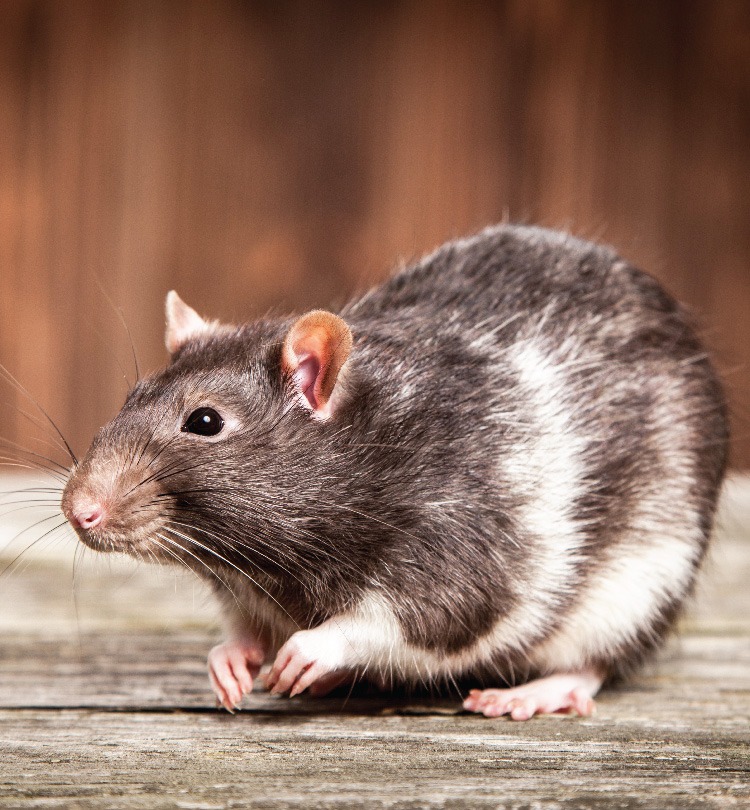 MSPCA_rat