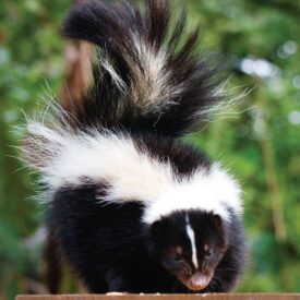 MSPCA_Skunk