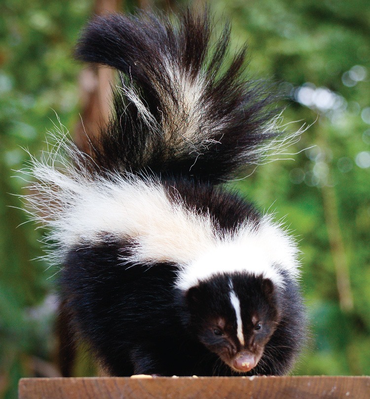 MSPCA_Skunk