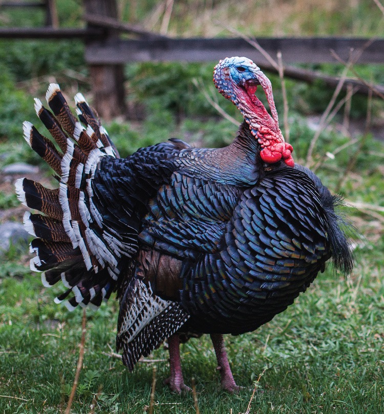 MSPCA_Turkey